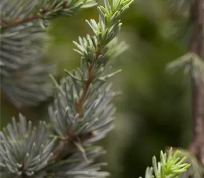 Cedrus libani 'Glauca'