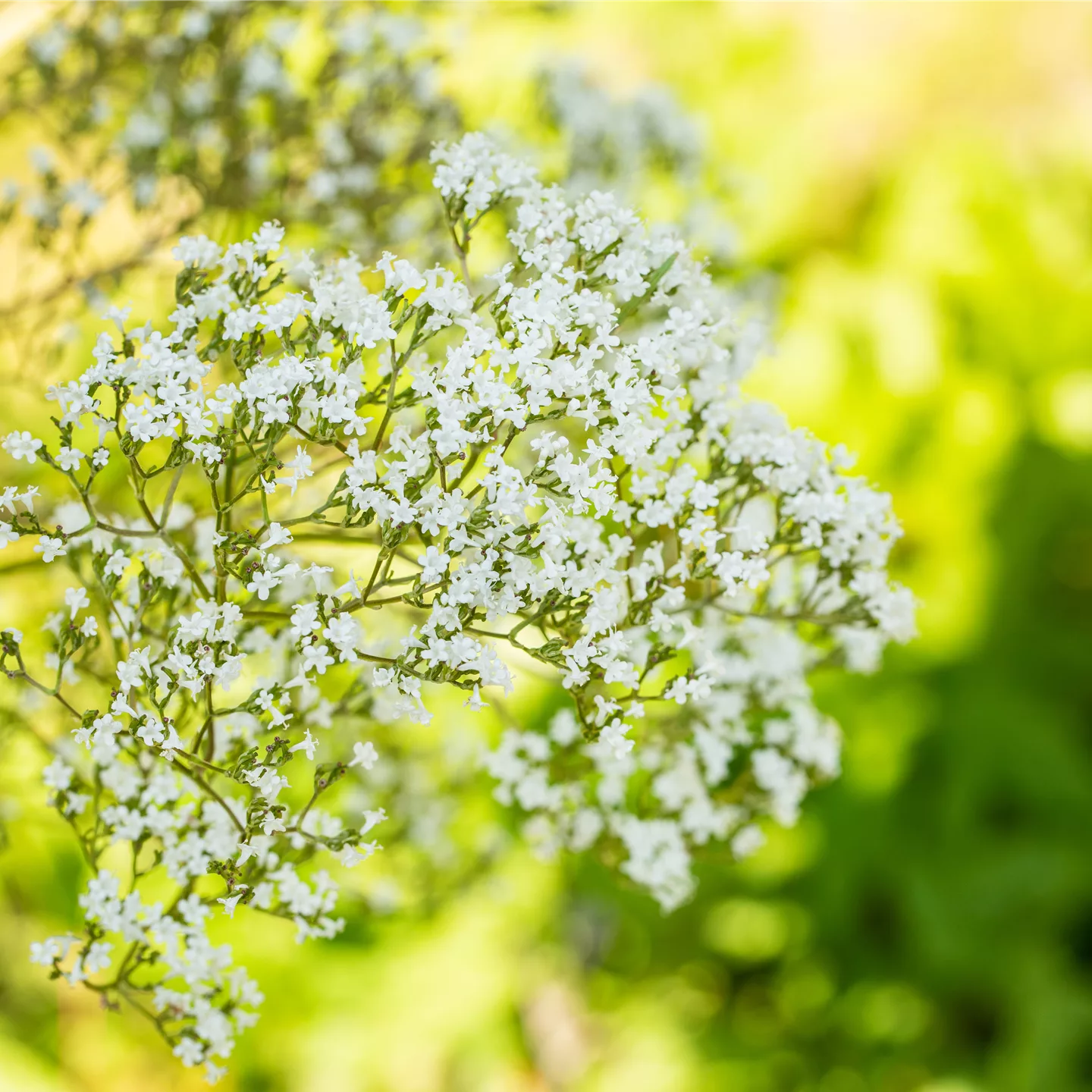 Filipendula ulmaria