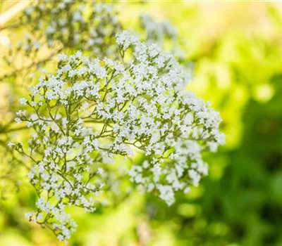 Filipendula ulmaria