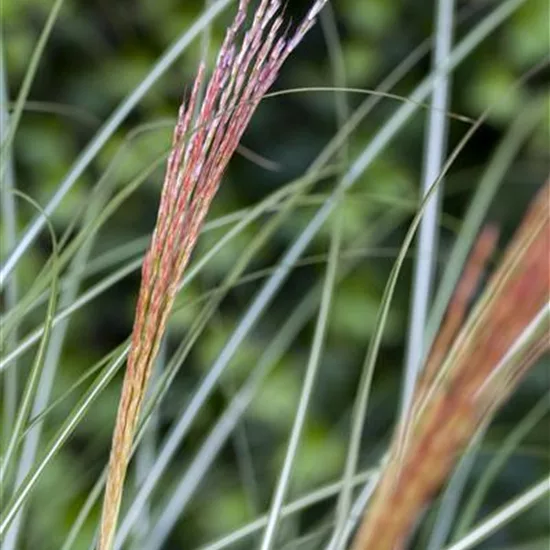 Miscanthus sinensis 'Kleine Silberspinne'