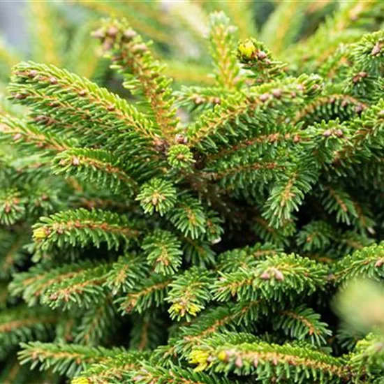 Picea orientalis 'Gracilis'