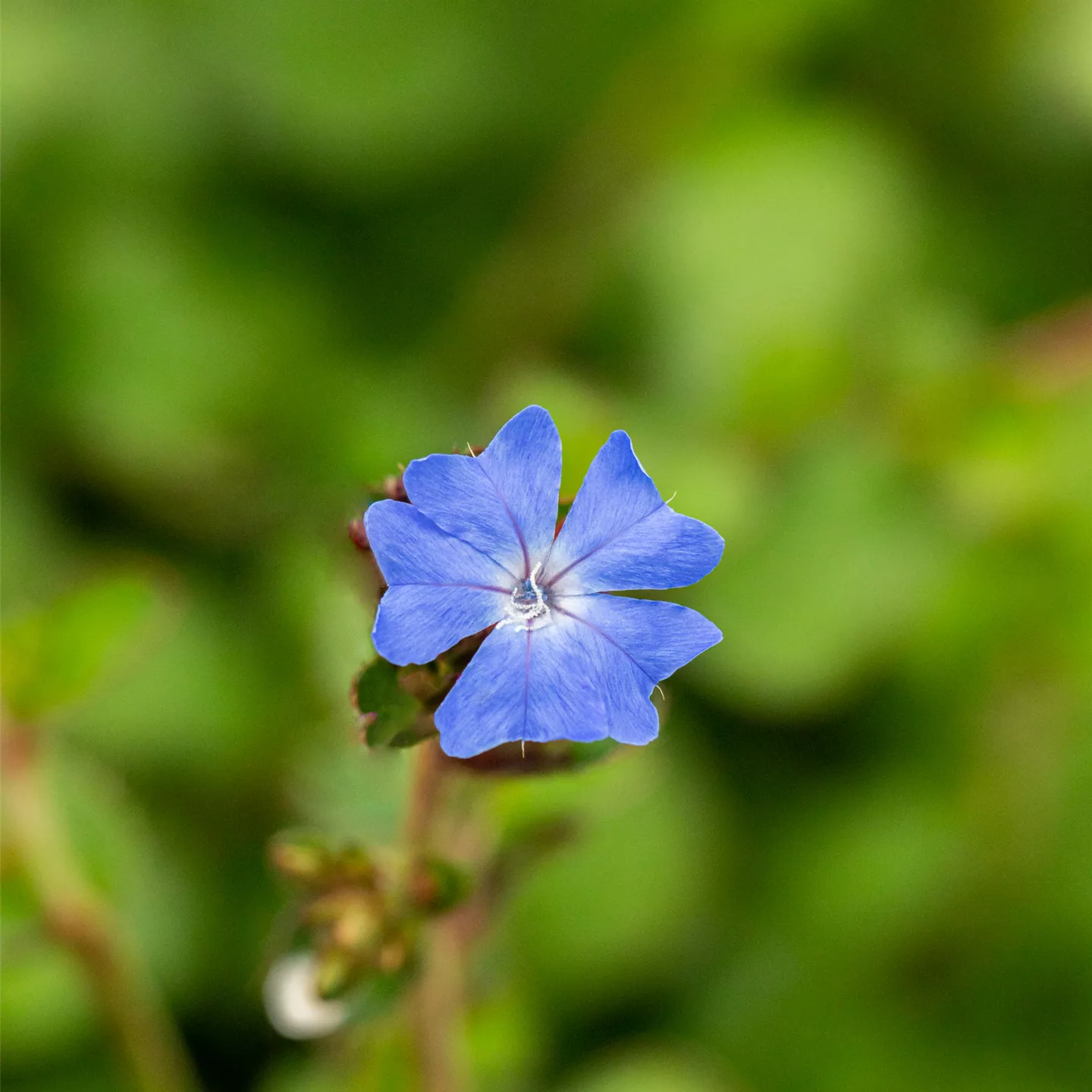 Ceratostigma griffithii