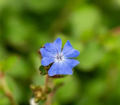 Ceratostigma griffithii