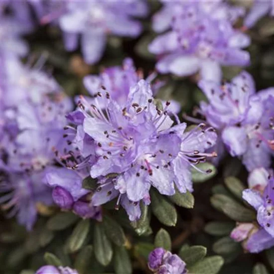 Rhododendron impeditum