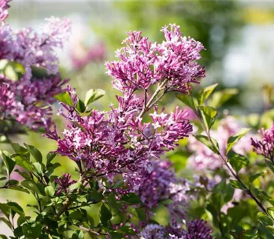 Syringa josikaea