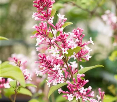 Syringa (Villosae-Gruppe) 'Redwine'