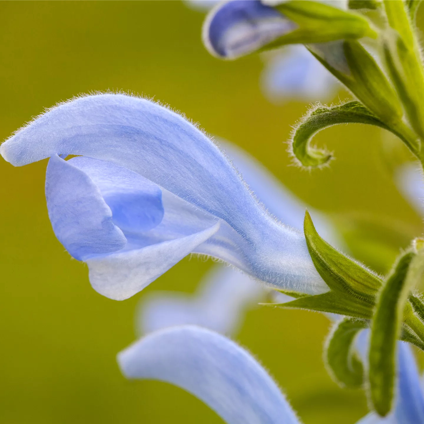 Salvia pratensis