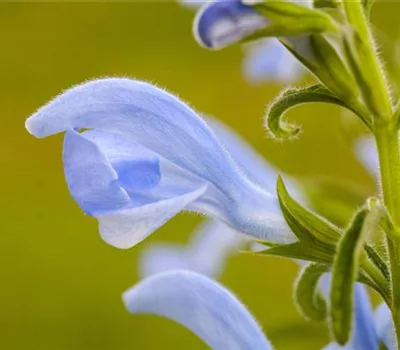 Salvia pratensis