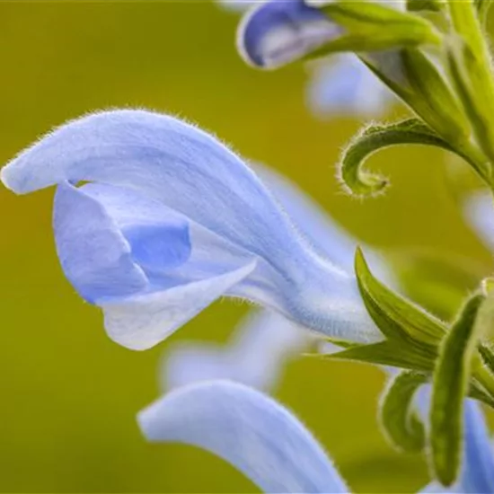 Salvia pratensis