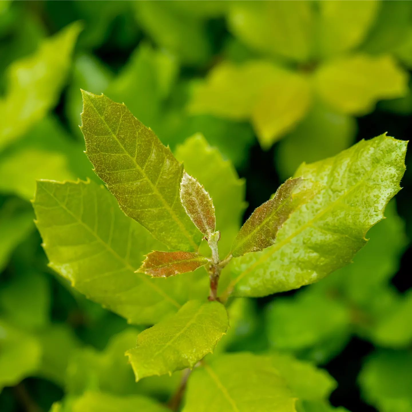 Quercus ilex