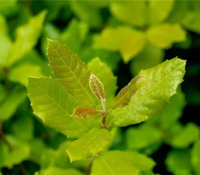 Quercus ilex