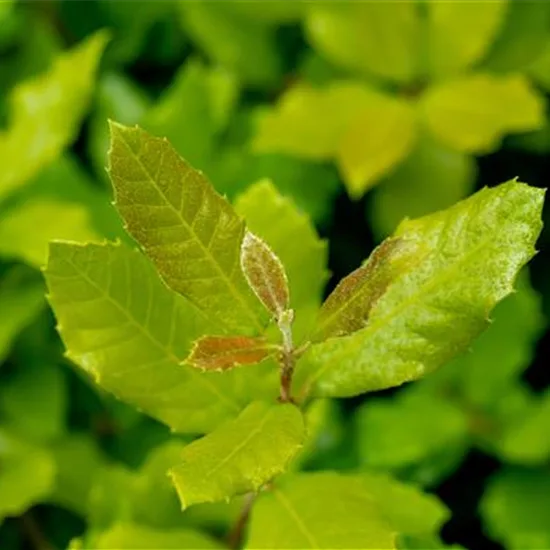 Quercus ilex