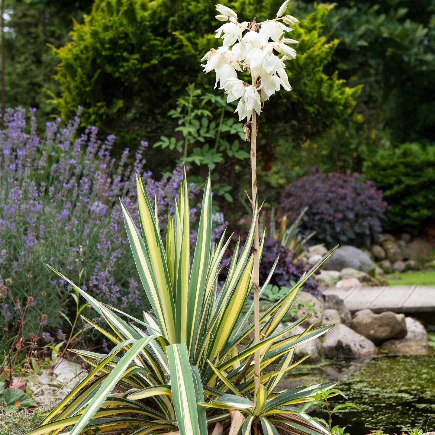 Yucca filamentosa