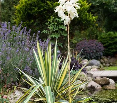 Yucca flaccida 'Golden Sword'