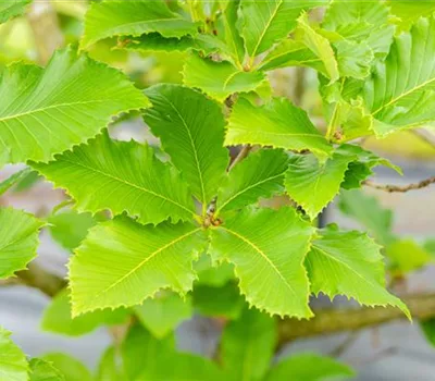 Quercus pontica