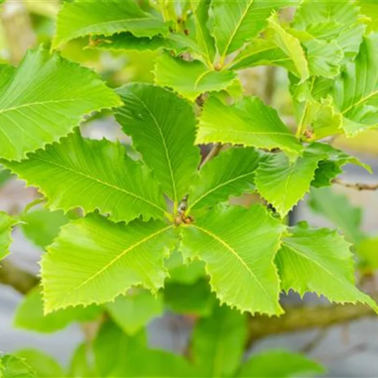 Quercus pontica