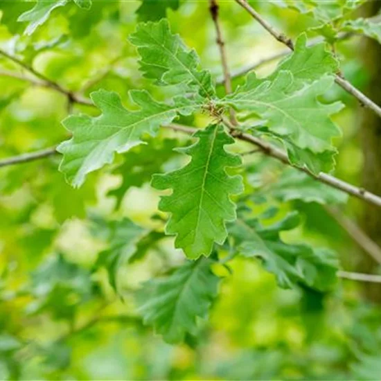 Quercus pubescens