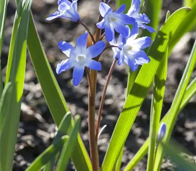 Scilla siberica