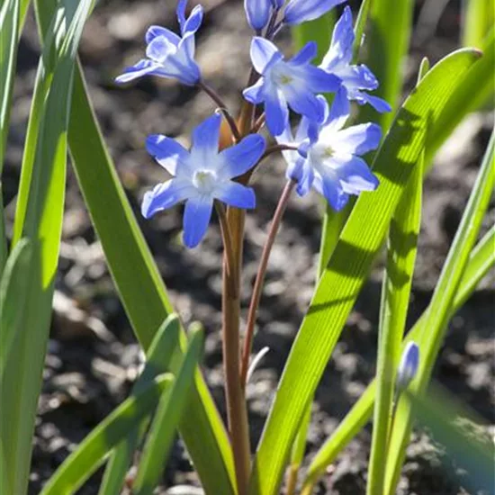 Scilla siberica