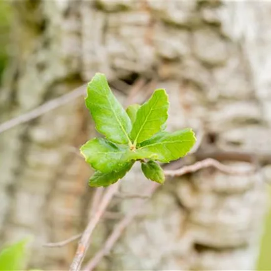 Quercus suber