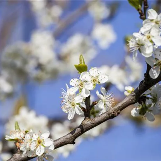 Prunus domestica