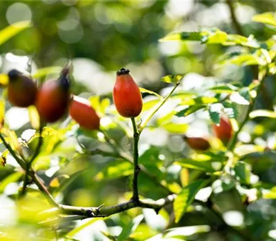 Rosa canina