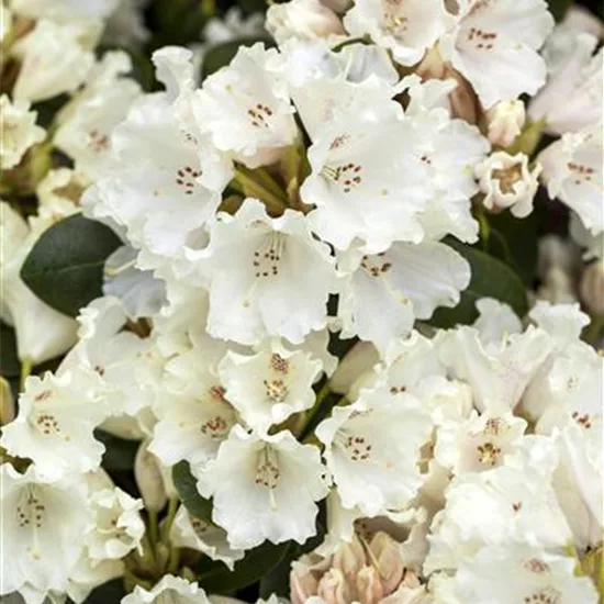 Rhododendron 'Gartendirektor Rieger' 