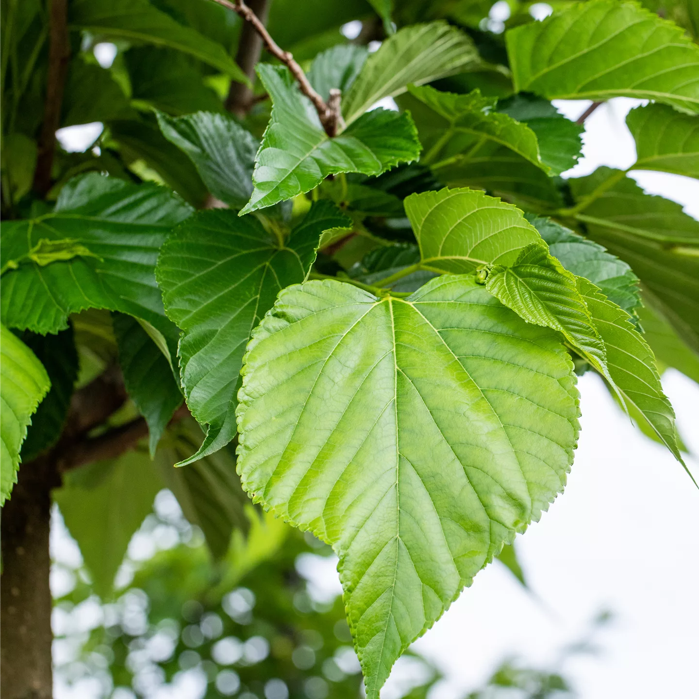 Tilia cordata