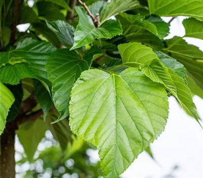 Tilia cordata