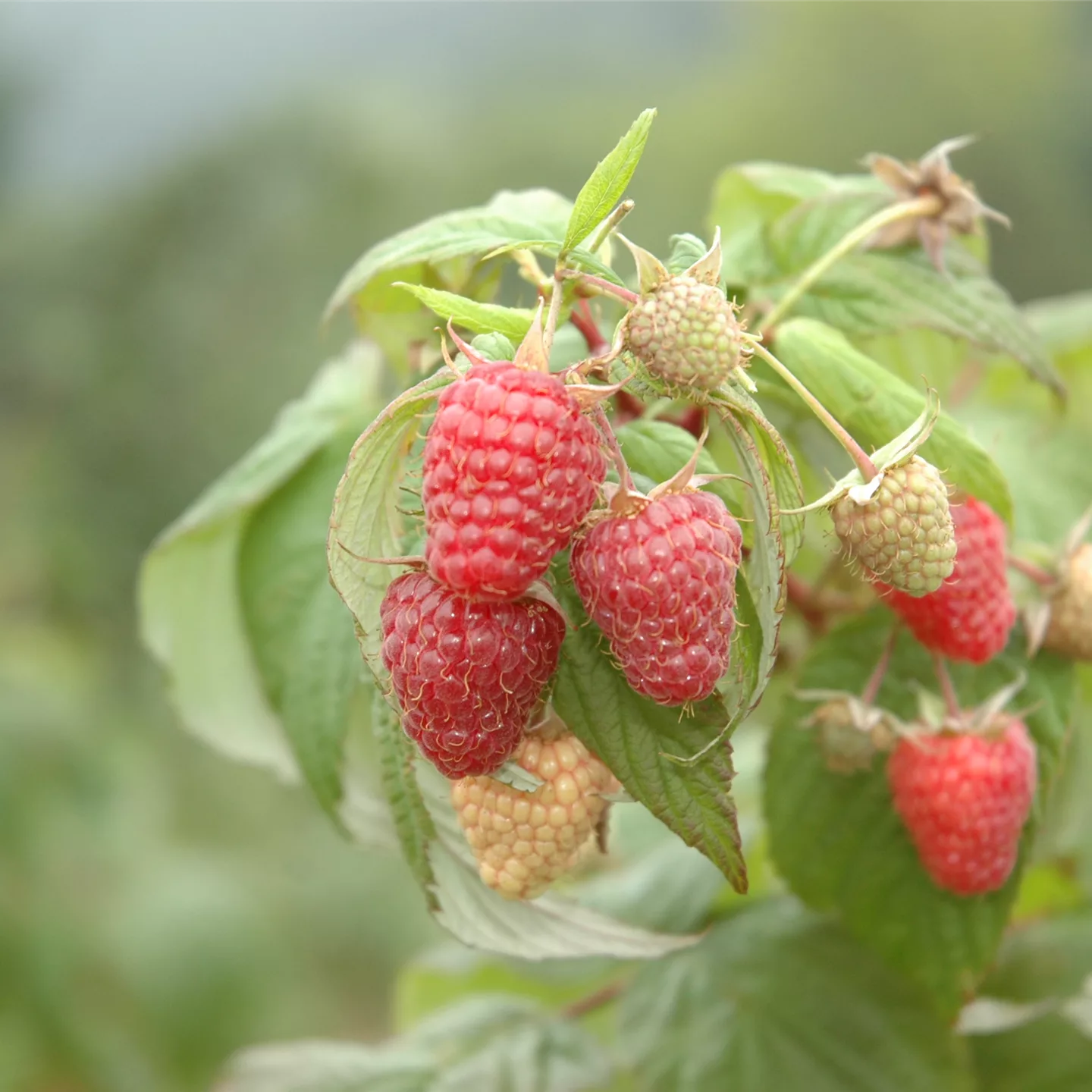 Rubus 'Tayberry'