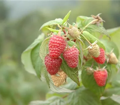 Rubus 'Tayberry'