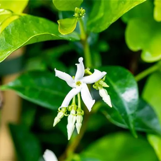 Trachelospermum jasminoides