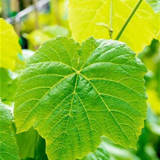 Vitis (Weinrebe) 'Venus'