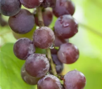 Vitis (Hybridrebe) 'Vanessa'