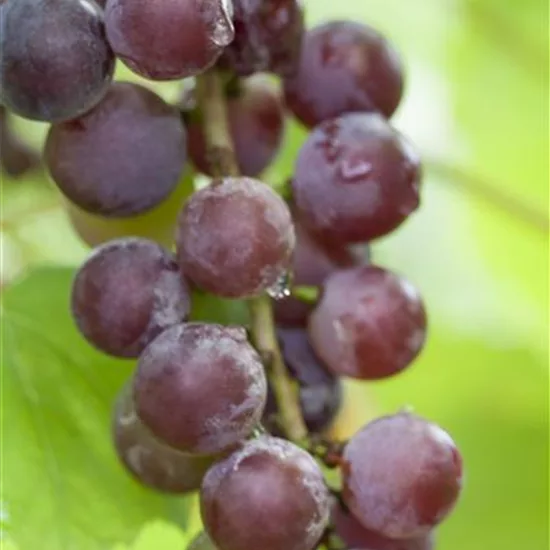 Vitis (Hybridrebe) 'Vanessa'