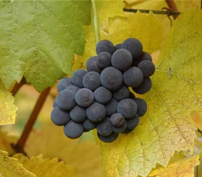 Vitis (Hybridrebe) 'Muscat Bleu'