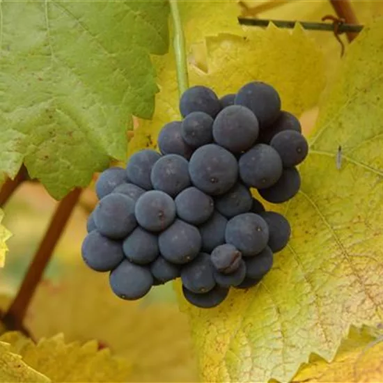 Vitis (Hybridrebe) 'Muscat Bleu'