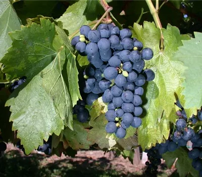 Vitis (Hybridrebe) 'Buffalo'