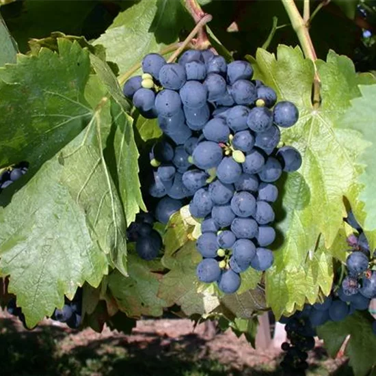 Vitis (Hybridrebe) 'Buffalo'