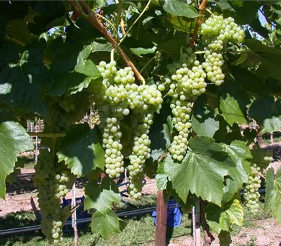 Vitis (Hybridrebe) 'Birstaler Muskat'