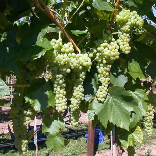 Vitis (Hybridrebe) 'Birstaler Muskat'