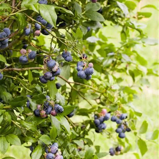 Vaccinium cor. 'Sunshine Blue'