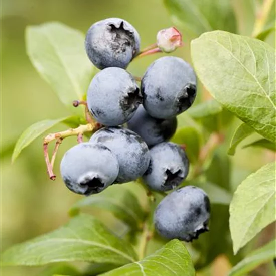 Vaccinium cor. 'Goldtraube'