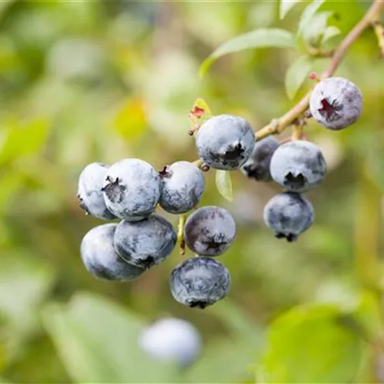 Vaccinium cor. 'Elisabeth'