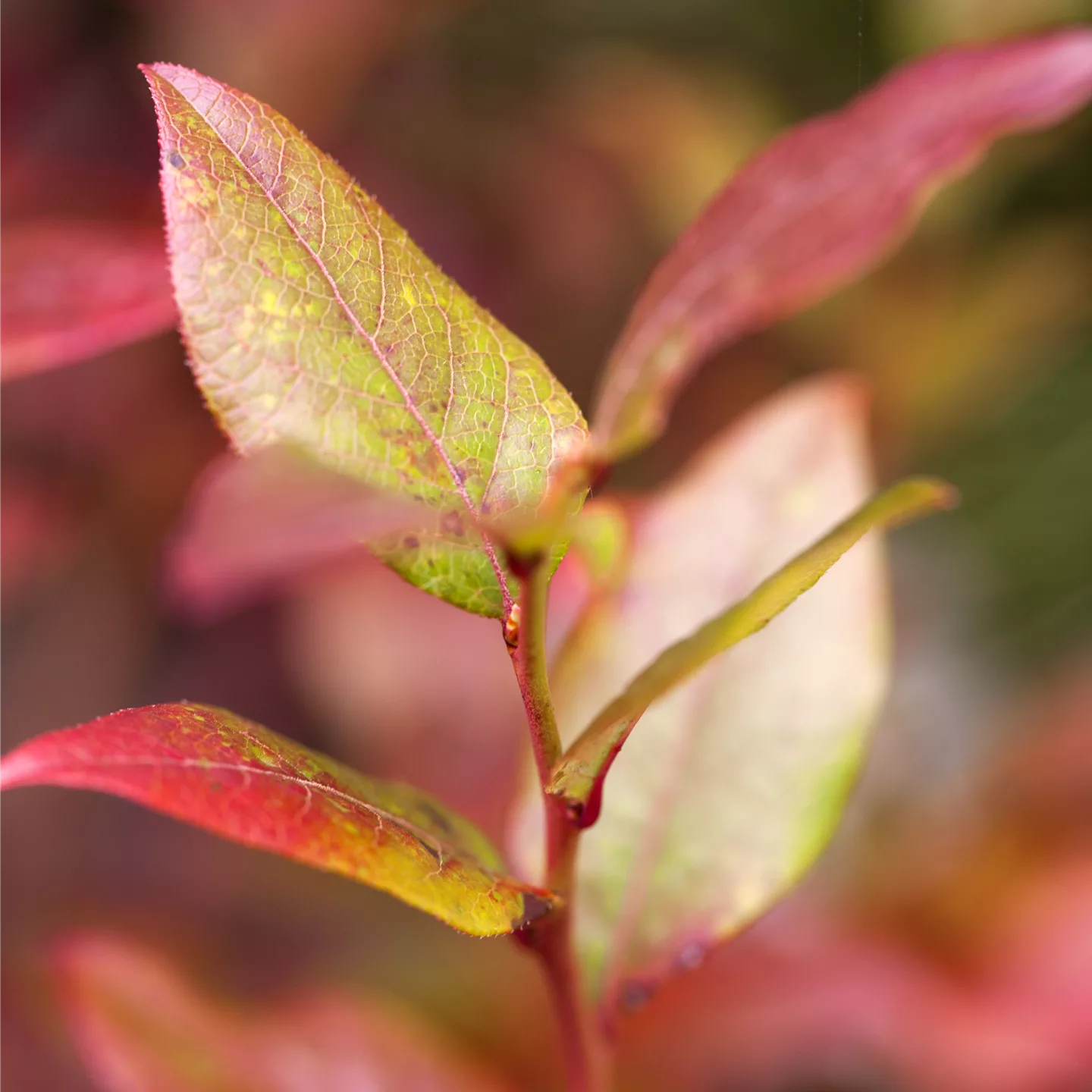 Vaccinium cor. 'Bluecrop'