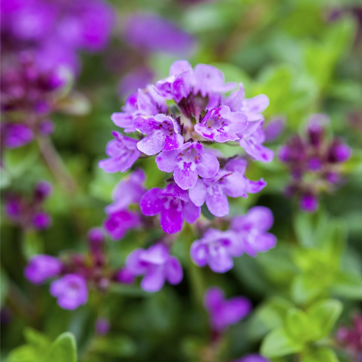 Thymus praecox 'Coccineus'