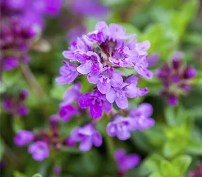 Thymus praecox 'Coccineus'