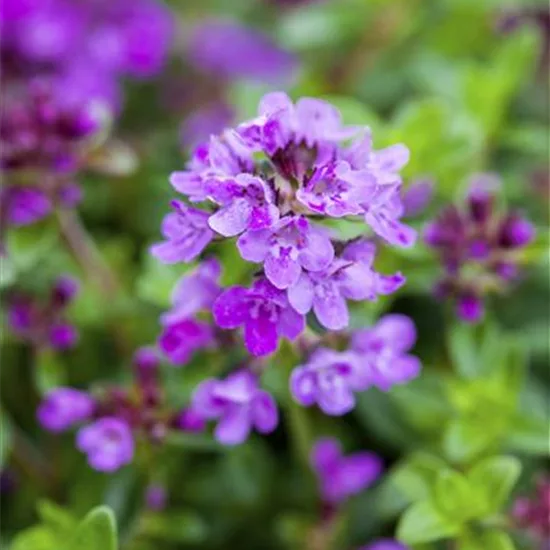 Thymus praecox 'Coccineus'