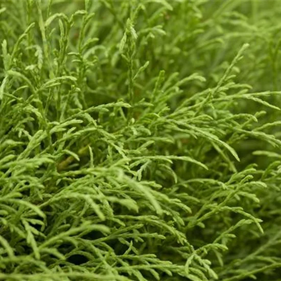 Thuja occidentalis 'Mr Bowling Ball'