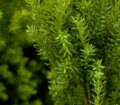 Taxus media (x) 'Hillii'